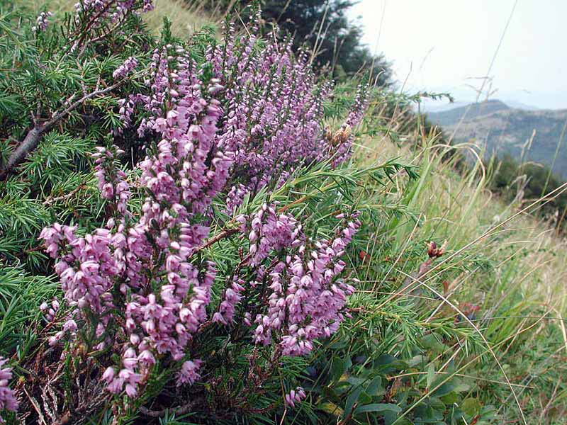  Image name: brugo3.jpg 
 width: 800 pixel 
 height: 600 pixel 
 Size: 185254 bytes 
 Click to enlarge 